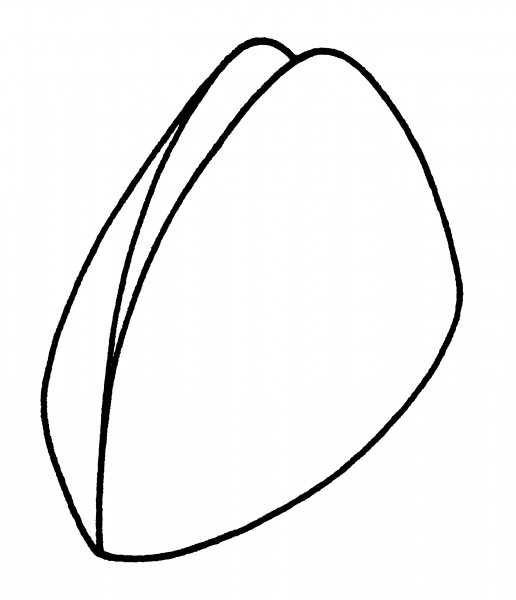 Shell groß